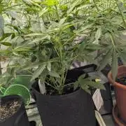 Weedseedshop Super Boof