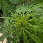 Weedseedshop Cereal Milk outdoor