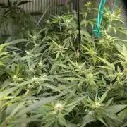 Cereal Milk Weedseedshop Indoor