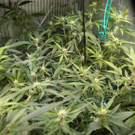 Cereal Milk Weedseedshop Indoor