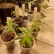 Ripper Run - Sideral