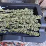 ThirdTryBioOutdoor[GER]