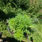 4thTryBioOutdoor[Ger]