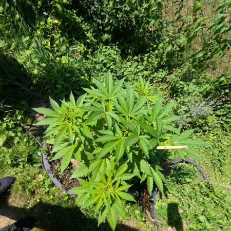 4thTryBioOutdoor[Ger]