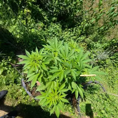 4thTryBioOutdoor[Ger]