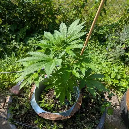 4thTryBioOutdoor[Ger]