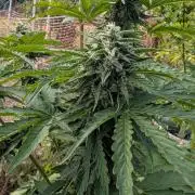 6th Try Bio Outdoor [Ger]