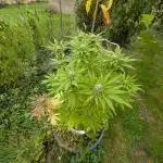 4thTryBioOutdoor[Ger]