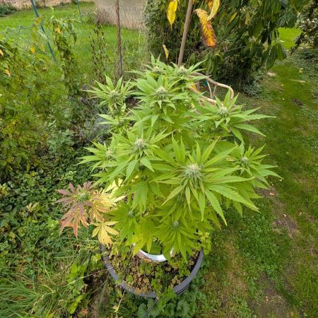 4thTryBioOutdoor[Ger]