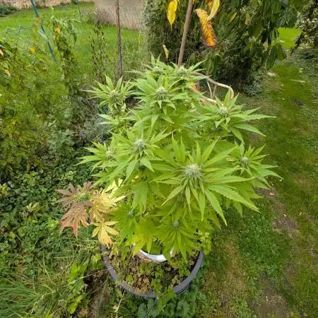 4thTryBioOutdoor[Ger]