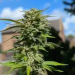 ThirdTryBioOutdoor[GER]