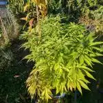 4thTryBioOutdoor[Ger]