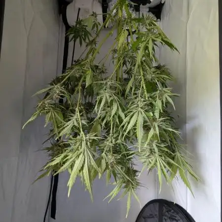 ThirdTryBioOutdoor[GER]