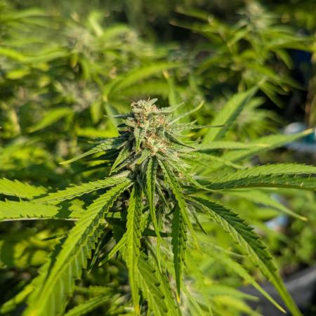 ThirdTryBioOutdoor[GER]