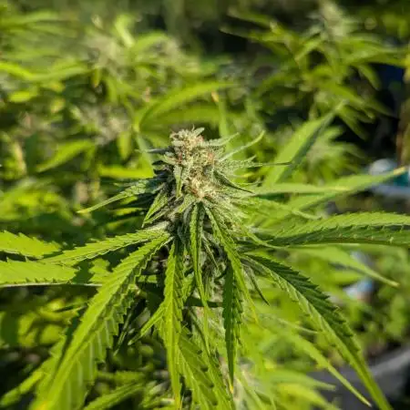 ThirdTryBioOutdoor[GER]