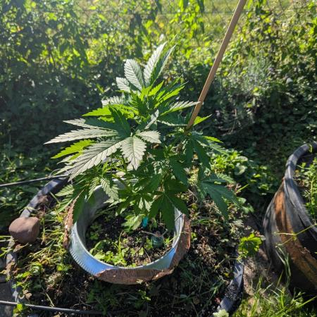 4thTryBioOutdoor[Ger]