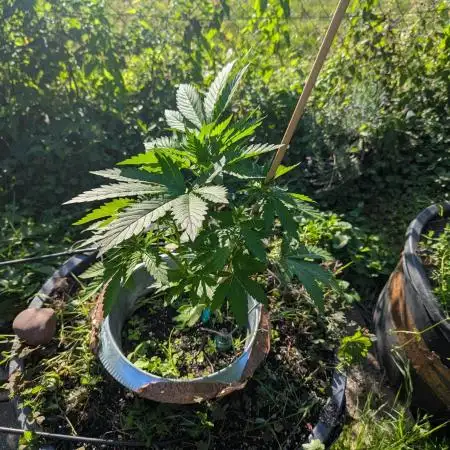 4thTryBioOutdoor[Ger]