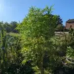 ThirdTryBioOutdoor[GER]