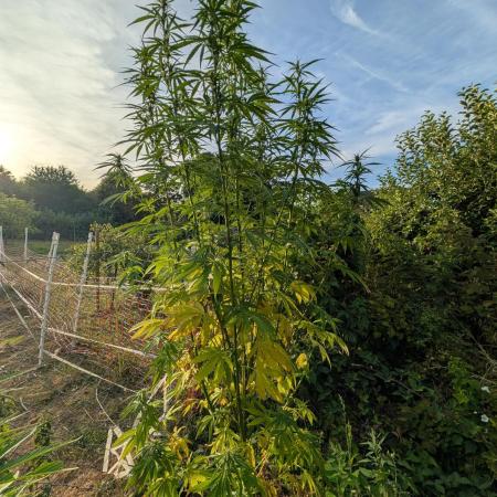 5th Bio Outdoor [Ger]