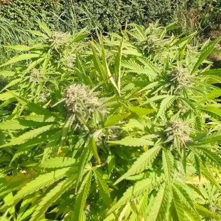 ThirdTryBioOutdoor[GER]