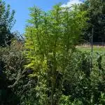 ThirdTryBioOutdoor[GER]