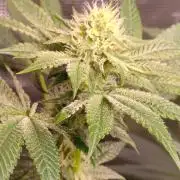 Sticky BooooF