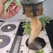 6x Royal Gorilla 3x Dynamite Diesel Aero