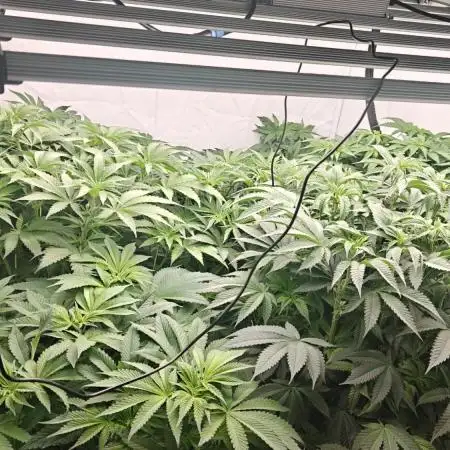 6x Royal Gorilla 3x Dynamite Diesel Aero