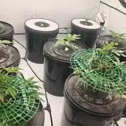 6x Royal Gorilla 3x Dynamite Diesel Aero