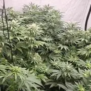 6x Royal Gorilla 3x Dynamite Diesel Aero