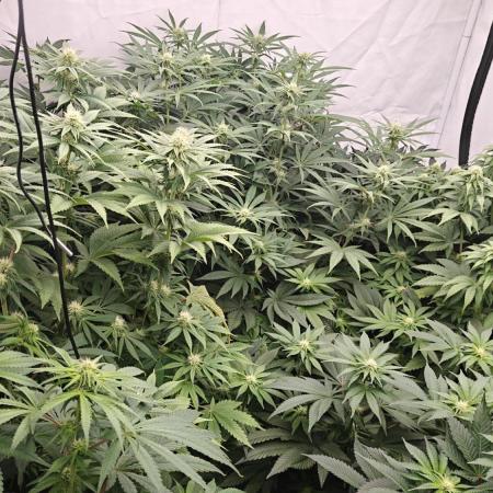 6x Royal Gorilla 3x Dynamite Diesel Aero