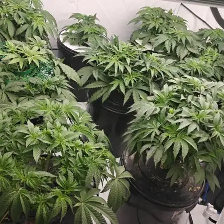 6x Royal Gorilla 3x Dynamite Diesel Aero