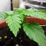 ZKITTLEZ auto indoor 