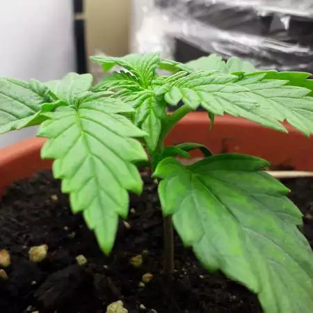 ZKITTLEZ auto indoor 