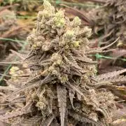 Cannalope