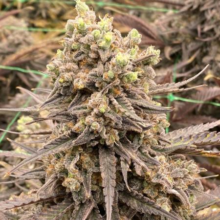 Cannalope