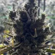 Super Lemonhaze