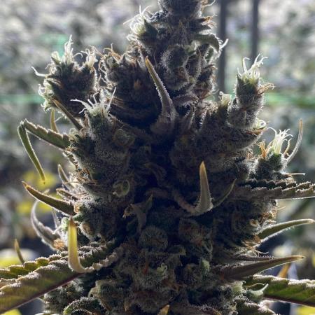 Super Lemonhaze