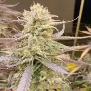 Super Silverhaze