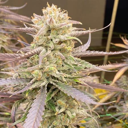 Super Silverhaze