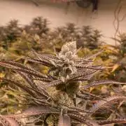Banana OG