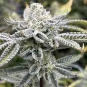 B.S.E. x Lemon Fire OG #2 Reg