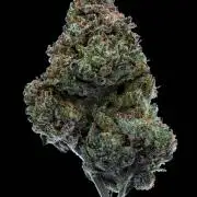 Slapz OriginalSensible