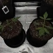 Orange Sherbet Auto FBs