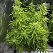 Orange Sherbet Auto FBs