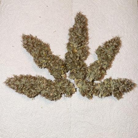 Orange Sherbet Auto FBs