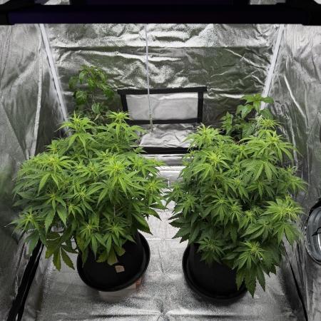 Orange Sherbet Auto FBs