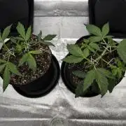 Orange Sherbet Auto FBs