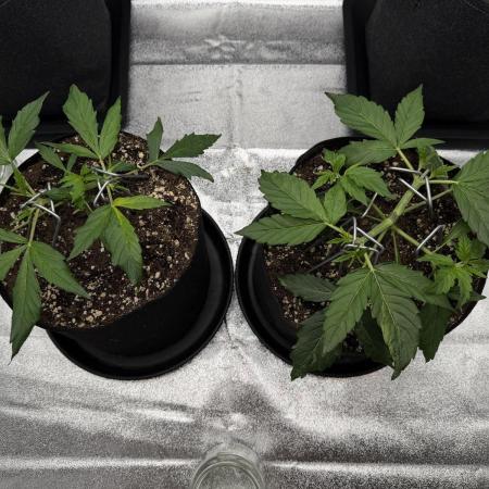 Orange Sherbet Auto FBs