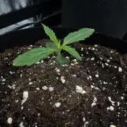 Orange Sherbet Auto FBs